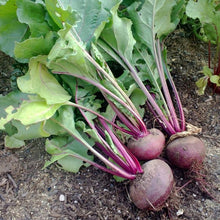 Load image into Gallery viewer, Detroit Dark Red Beet Seeds (Organic)
