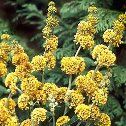 Honeycomb Butterfly Bush 3g