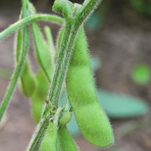 Load image into Gallery viewer, Edamame Soybean Seeds (Organic)
