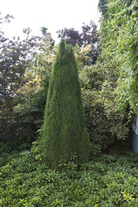 Picea glauca 'Conica' 1g