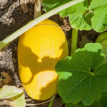 Load image into Gallery viewer, Spaghetti Winter Squash Seeds (Organic)
