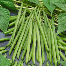 Load image into Gallery viewer, French Garden Bean Seeds (Organic)
