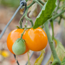 Load image into Gallery viewer, Gold Nugget Tomato Seeds (Organic)
