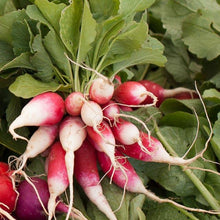 Load image into Gallery viewer, French Breakfast Radish Seeds (Organic)
