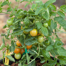 Load image into Gallery viewer, Red Grape Riesenstraube Cherry Tomato Seeds (Organic)
