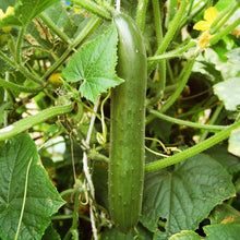 Load image into Gallery viewer, Green Finger Cucumber Seeds (Organic)
