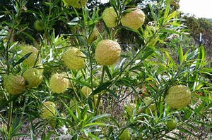 Gomphocarpus Hairy Balls 4"