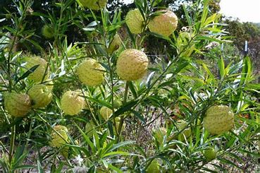 Gomphocarpus Hairy Balls 4