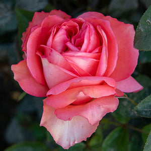 Rose Heavenly Scented 3g