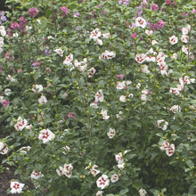 Load image into Gallery viewer, Lil&#39; Kim Rose of Sharon (Althea) 3g
