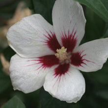Load image into Gallery viewer, Lil&#39; Kim Rose of Sharon (Althea) 3g

