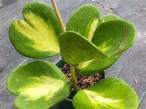 Hoya Kerri Variegated 4"