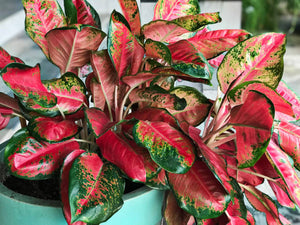 Aglaonema 8"