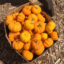 Load image into Gallery viewer, Jack Be Little Pumpkin Seeds (Organic)
