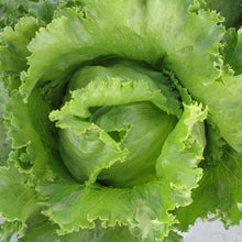 Load image into Gallery viewer, Iceberg Superior Lettuce Seeds (Organic)
