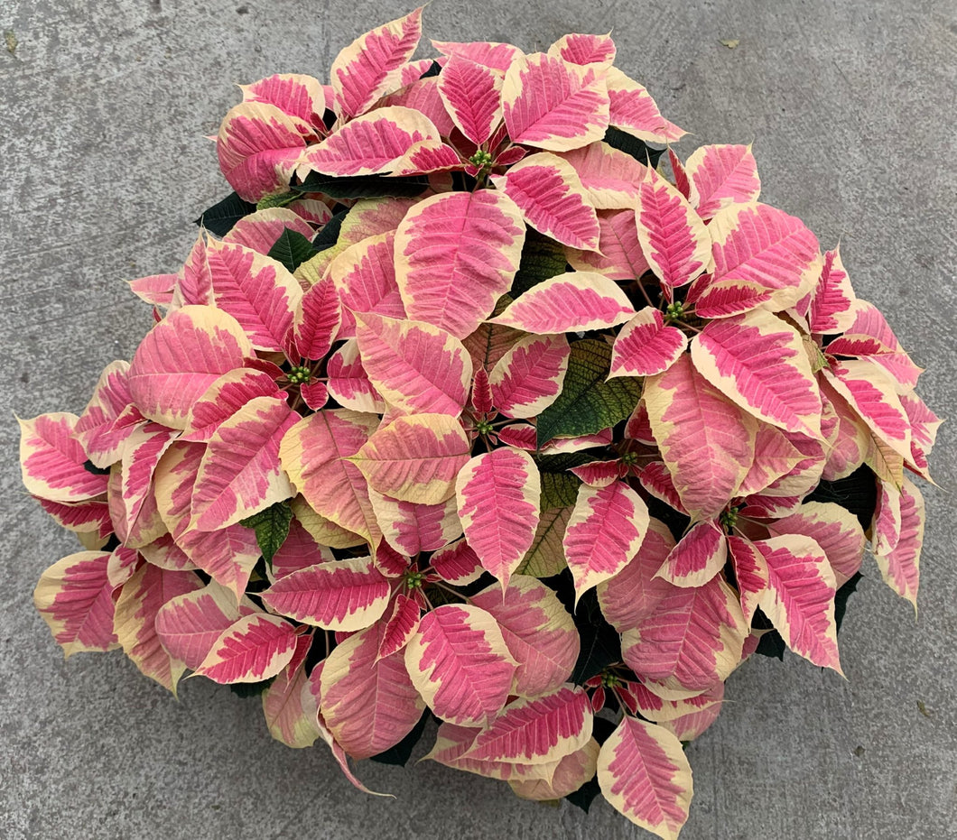 Poinsettia Marble 6.5