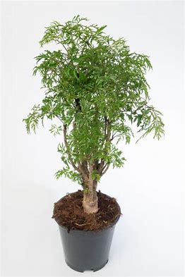 Aralia Ming 6