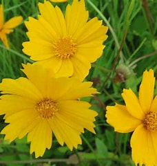 Coreopsis auriculata Nana 1qt