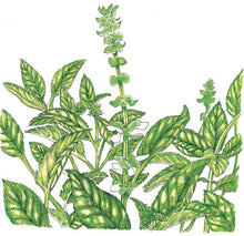 Load image into Gallery viewer, Sweet Basil Seeds (Organic)
