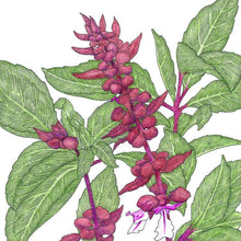 Load image into Gallery viewer, Thai Basil Seeds (Organic)
