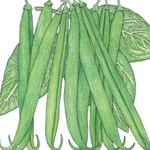 Load image into Gallery viewer, French Garden Bean Seeds (Organic)
