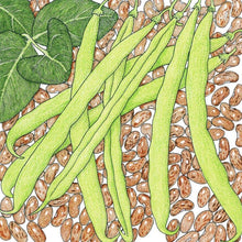 Load image into Gallery viewer, Pinto Bean Seeds (Organic)
