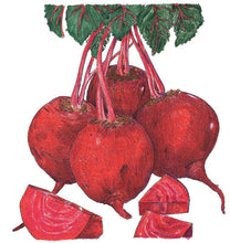 Load image into Gallery viewer, Detroit Dark Red Beet Seeds (Organic)
