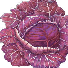 Load image into Gallery viewer, Express Red Cabbage Seeds (Organic)
