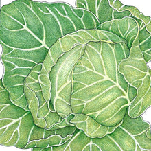 Load image into Gallery viewer, Golden Acre Cabbage Seeds (Organic)
