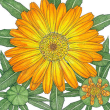 Load image into Gallery viewer, Orange Calendula Seeds (Organic)
