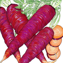 Load image into Gallery viewer, Cosmic Purple Carrot Seeds (Organic)
