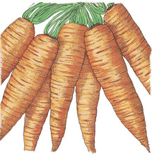 Load image into Gallery viewer, Danvers Carrot Seeds (Organic)
