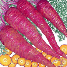 Load image into Gallery viewer, Dragon Carrot Seeds (Organic)
