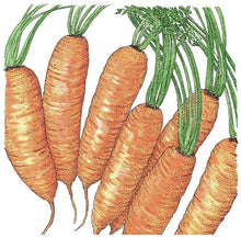Load image into Gallery viewer, Little Finger Carrot Seeds (Organic)
