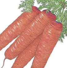 Load image into Gallery viewer, Scarlet Nantes Carrot Seeds (Organic)
