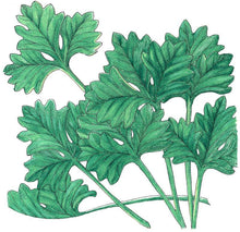 Load image into Gallery viewer, Cilantro Seeds (Organic)
