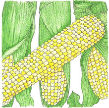 Load image into Gallery viewer, Double Standard Corn Seeds (Organic)
