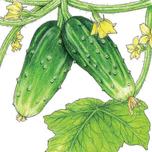 Load image into Gallery viewer, Double Yield Cucumber Seeds (Organic)
