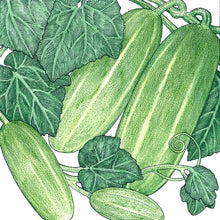 Load image into Gallery viewer, Homemade Pickles Cucumber Seeds (Organic)
