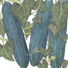 Load image into Gallery viewer, Marketmore 76 Cucumber Seeds (Organic)
