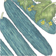 Load image into Gallery viewer, Muncher Cucumber Seeds (Organic)
