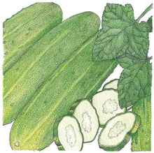 Load image into Gallery viewer, National Pickling Cucumber Seeds (Organic)
