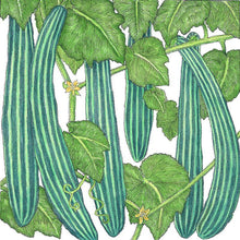 Load image into Gallery viewer, Suyo Long Cucumber Seeds (Organic)
