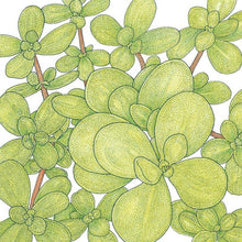 Load image into Gallery viewer, Purslane Greens Seeds (Organic)
