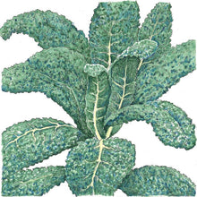 Load image into Gallery viewer, Lacinato Kale Seeds (Organic)
