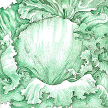 Load image into Gallery viewer, Iceberg Superior Lettuce Seeds (Organic)
