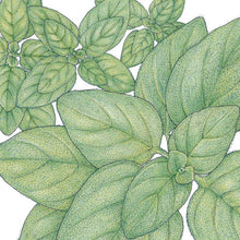 Load image into Gallery viewer, Greek Oregano Seeds (Organic)

