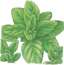 Load image into Gallery viewer, Italian Oregano Seeds (Organic)
