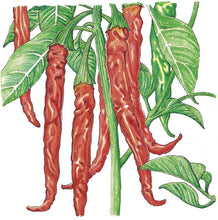 Load image into Gallery viewer, Hot Cayenne Slim Pepper Seeds (Organic)
