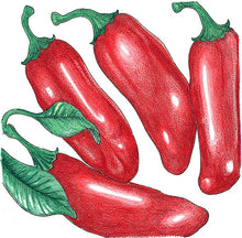 Load image into Gallery viewer, Hot Jalapeno Early Pepper Seeds (Organic)
